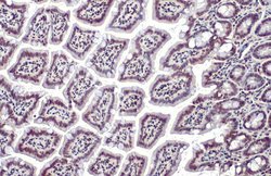 Invitrogen HMGB1 Polyclonal Antibody 100 &mu;L; Unconjugated:Antibodies,