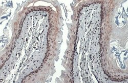 Invitrogen HMGB1 Polyclonal Antibody 100 &mu;L; Unconjugated:Antibodies,