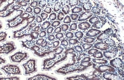 Invitrogen HMGB1 Polyclonal Antibody 100 &mu;L; Unconjugated:Antibodies,