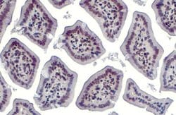 Invitrogen HMGB1 Polyclonal Antibody 100 &mu;L; Unconjugated:Antibodies,
