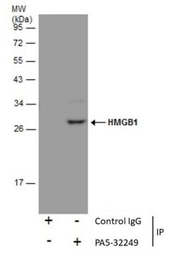 Invitrogen HMGB1 Polyclonal Antibody 100 &mu;L; Unconjugated:Antibodies,