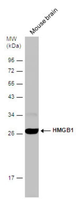 Invitrogen HMGB1 Polyclonal Antibody 100 &mu;L; Unconjugated:Antibodies,