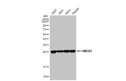 Invitrogen HMGB1 Polyclonal Antibody 100 &mu;L; Unconjugated:Antibodies,