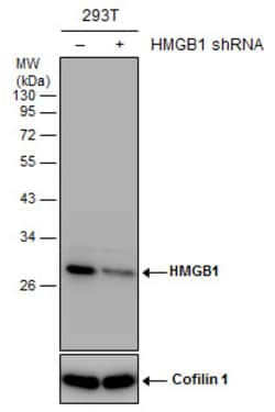 Invitrogen HMGB1 Polyclonal Antibody 100 &mu;L; Unconjugated:Antibodies,