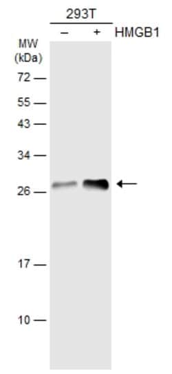 Invitrogen HMGB1 Polyclonal Antibody 100 &mu;L; Unconjugated:Antibodies,