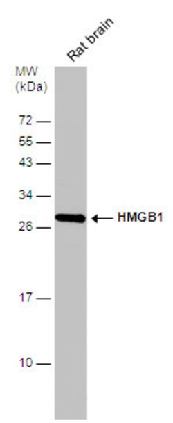 Invitrogen HMGB1 Polyclonal Antibody 100 &mu;L; Unconjugated:Antibodies,