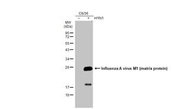 Invitrogen&trade;&nbsp;Influenza A M1 Polyclonal Antibody