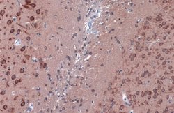 Invitrogen LC3B Polyclonal Antibody 100 &mu;L; Unconjugated:Antibodies,