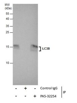 Invitrogen LC3B Polyclonal Antibody 100 &mu;L; Unconjugated:Antibodies,