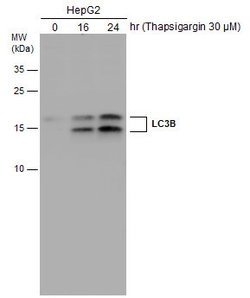 Invitrogen LC3B Polyclonal Antibody 100 &mu;L; Unconjugated:Antibodies,