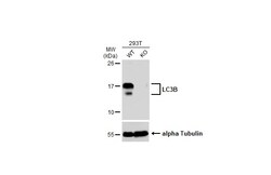 Invitrogen LC3B Polyclonal Antibody 100 &mu;L; Unconjugated:Antibodies,