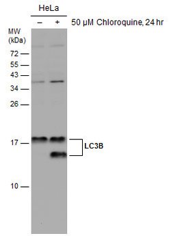 Invitrogen LC3B Polyclonal Antibody 100 &mu;L; Unconjugated:Antibodies,