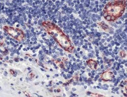 Invitrogen CD31 Polyclonal Antibody 1 mL; Unconjugated:Antibodies, Polyclonal