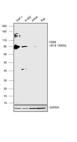 Invitrogen CD68 Polyclonal Antibody 100 &mu;L | Buy Online | Invitrogen&trade; | Fisher Scientific