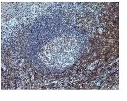 Invitrogen CD7 Polyclonal Antibody 500 &mu;L; Unconjugated:Antibodies,