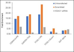 Invitrogen HDAC1 Polyclonal Antibody 500 &mu;L; Unconjugated:Antibodies,