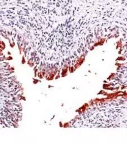 Invitrogen UPK3A Polyclonal Antibody 500 &mu;L | Buy Online | Invitrogen&trade; | Fisher Scientific