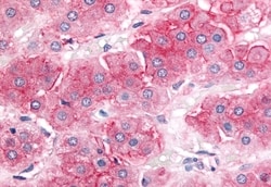 Invitrogen P-Glycoprotein Polyclonal Antibody 50 &mu;g; Unconjugated:Antibodies,