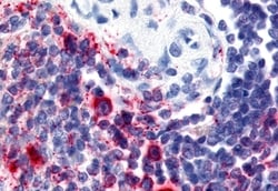 Invitrogen Attractin Polyclonal Antibody 50 μg; Unconjugated:Antibodies,
