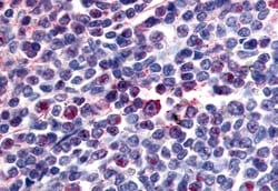Invitrogen Attractin Polyclonal Antibody 50 μg; Unconjugated:Antibodies,