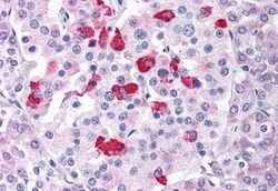 BACE1 Polyclonal Antibody, Invitrogen 50 &mu;g; Unconjugated:Antibodies,