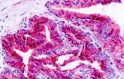 Invitrogen BAI1 Polyclonal Antibody 50 &mu;g; Unconjugated:Antibodies,
