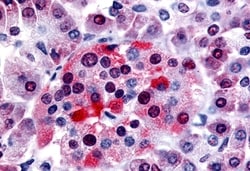 Invitrogen Bombesin Receptor 3 Polyclonal Antibody 50 &mu;g; Unconjugated:Antibodies,