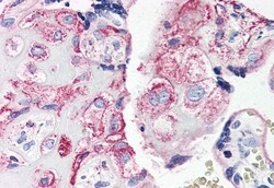 Invitrogen C5AR1 Polyclonal Antibody 50 &mu;g; Unconjugated:Antibodies,