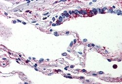 Invitrogen C5AR1 Polyclonal Antibody 50 &mu;g; Unconjugated:Antibodies,