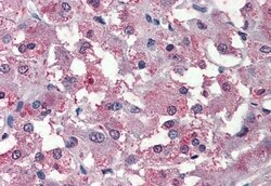 Invitrogen C8orf55 Polyclonal Antibody 50 &mu;g; Unconjugated:Antibodies,