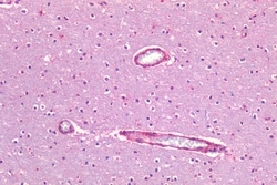 Invitrogen Caveolin 1 Polyclonal Antibody 50 &mu;g; Unconjugated:Antibodies,