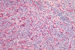 Invitrogen Caveolin 1 Polyclonal Antibody 50 &mu;g; Unconjugated:Antibodies,