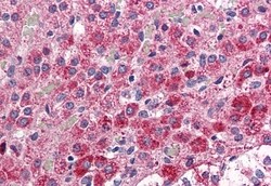 Invitrogen CCKAR Polyclonal Antibody 50 &mu;g; Unconjugated:Antibodies,