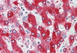 Invitrogen CDCP1 Polyclonal Antibody 50 &mu;g; Unconjugated:Antibodies,