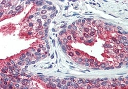 Invitrogen CDCP1 Polyclonal Antibody 50 &mu;g; Unconjugated:Antibodies,