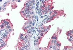 Invitrogen CDCP1 Polyclonal Antibody 50 &mu;g; Unconjugated:Antibodies,