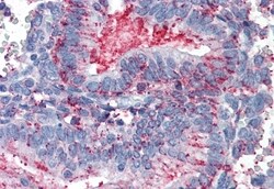 Invitrogen CDCP1 Polyclonal Antibody 50 &mu;g; Unconjugated:Antibodies,