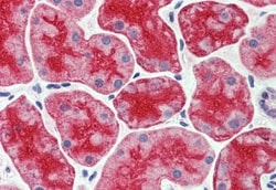 Invitrogen CDHR5 Polyclonal Antibody 50 &mu;g; Unconjugated:Antibodies,