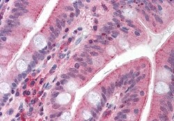 Invitrogen CDHR5 Polyclonal Antibody 50 &mu;g; Unconjugated:Antibodies,