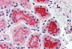 Invitrogen CDHR5 Polyclonal Antibody 50 &mu;g; Unconjugated:Antibodies,