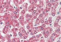 Invitrogen CAR Polyclonal Antibody 50 &mu;g; Unconjugated:Antibodies, Polyclonal
