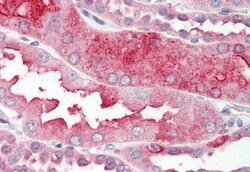 Invitrogen DHRS7 Polyclonal Antibody 50 &mu;g; Unconjugated:Antibodies,