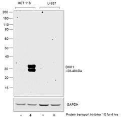 Invitrogen DKK1 Polyclonal Antibody 50 &mu;g; Unconjugated:Antibodies,