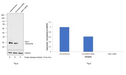 Invitrogen DKK1 Polyclonal Antibody 50 &mu;g; Unconjugated:Antibodies,