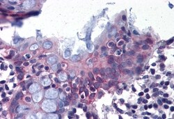 Invitrogen DPEP1 Polyclonal Antibody 50 &mu;g; Unconjugated:Antibodies,