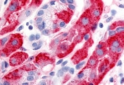 Invitrogen DPP2 Polyclonal Antibody 50 &mu;g | Buy Online | Invitrogen&trade; | Fisher Scientific