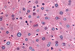 Invitrogen DPP9 Polyclonal Antibody 50 &mu;g; Unconjugated:Antibodies,