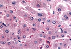 Invitrogen DPP9 Polyclonal Antibody 50 &mu;g; Unconjugated:Antibodies,