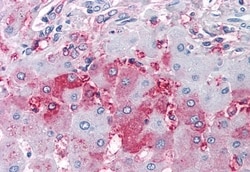 Invitrogen DUSP26 Polyclonal Antibody 50 &mu;g; Unconjugated:Antibodies,