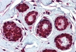 Invitrogen ELOVL5 Polyclonal Antibody 50 &mu;g; Unconjugated:Antibodies,